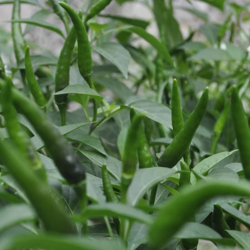 CILI PADI HIJAU SIAM